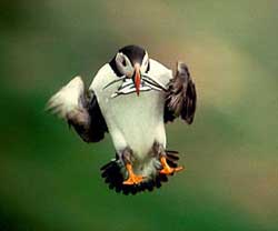 Chim rụng mỏ Fratercula arctica