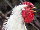 Chơi bài để biết cách tự vệ trước cúm gà