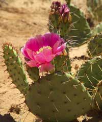 Nhân giống cây xương rồng Nopal