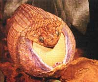 Răng trong cổ họng
