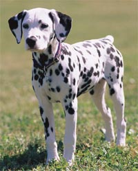 Sự đa dạng của loài chó