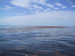 Biển không bờ Sargasso (Tảo đuôi ngựa)