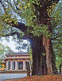 Cây Bồ Đề