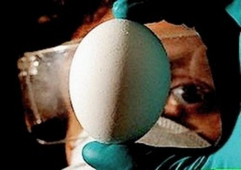 Viện vắc-xin Nha Trang sản xuất vắc-xin H5N1