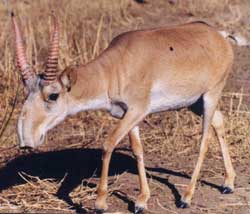 Linh dương Saiga