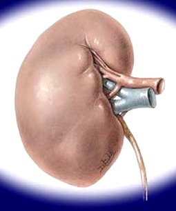 Nhật Bản: Nghiên cứu thận nhân tạo sinh học