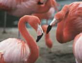 Flamingos đực đồng tính luyến ái cũng muốn nuôi con