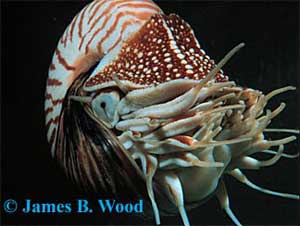 Ốc anh vũ - Nautilus pompilius