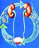 Nhiễm khuẩn tiết niệu ở trẻ em