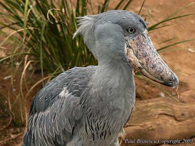 Cò mỏ giày Balaeniceps rex