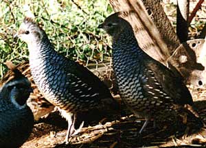 Cun cút có vảy - Chim Callipepla squamata