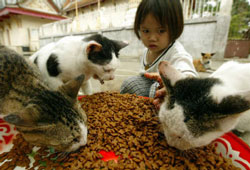 Mèo nhiễm vi rút H5N1?