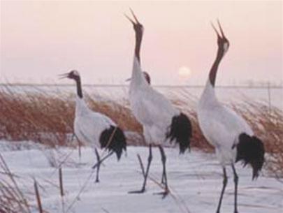 Hạc mũ đỏ Grus Japonensis