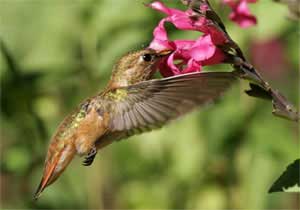 Trí nhớ kỳ lạ của chim ruồi
