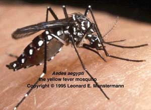Sốt xuất huyết Dengue