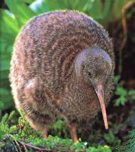 Chim Kiwi không cánh