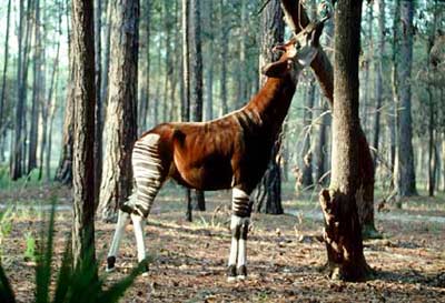 Loài Okapi ẩn hiện