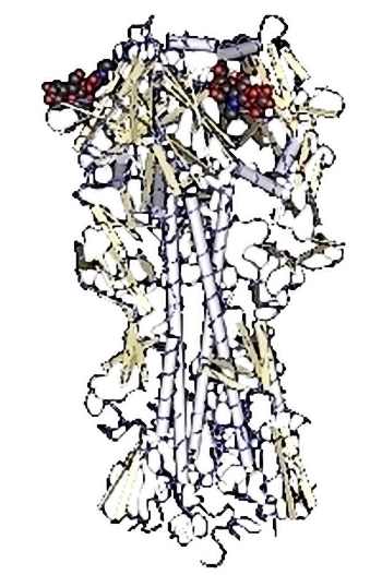 Phát hiện protein chủ chốt ở virus H5N1