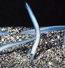 Cá van xương - Amphioxus
