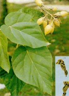 Cây pháo đồng - Paulownia fortunei (seem) Hemst