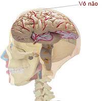 Trẻ thông minh có vỏ não phát triển sớm hơn