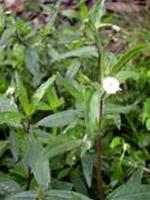 Phòng trị sốt xuất huyết bằng thuốc nam