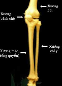 Nhật Bản tạo tế bào xương từ màng nhau thai