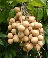 Ăn nhãn dễ sảy thai