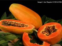 Đu đủ - tác dụng đủ đường
