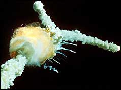 Sinh nhật bạc cho tàu con thoi