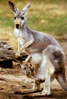 Chuột túi (Macropodidae) - Loài thú đẻ con cổ xưa