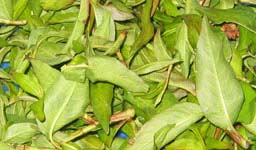 Coi chừng mù vì sán