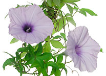 Lá bìm bìm làm thuốc