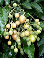 Quả hồng bì chữa bệnh