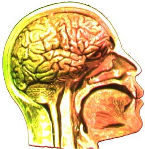 Cở sở sinh học của ý thức là gì?