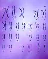 Hoàn tất bản đồ bộ gene người