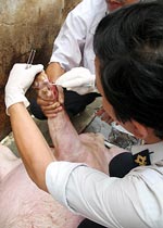 Chữa bệnh lở mồm long móng gia súc bằng Anolit