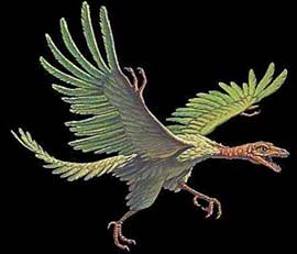 Tổ tiên của loài chim - Chim thủy tổ (Archaeopteryx)