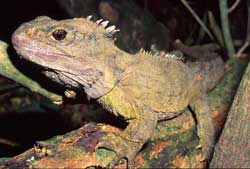 Thằn lằn cổ - Kỳ nhông (Sphenodon punctatus)