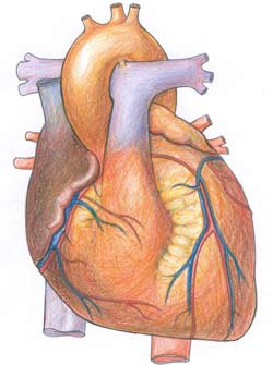 Bí quyết để tim được khoẻ mạnh