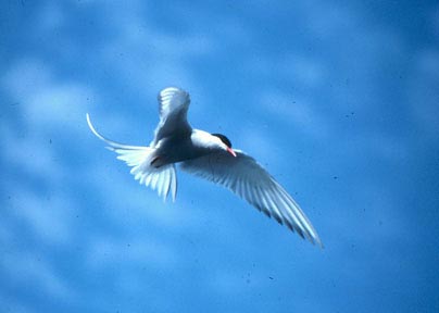 Chim thiên đường (Paradisaea)