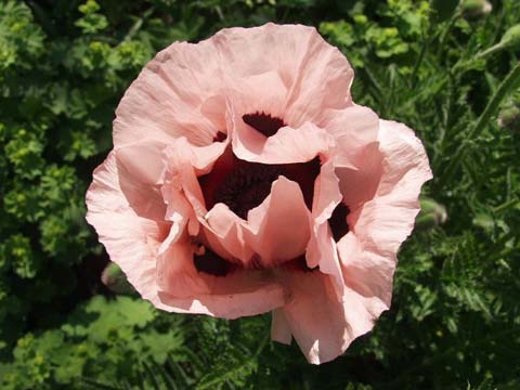 Hoa Poppy - Hoa biểu trưng của nước Bỉ