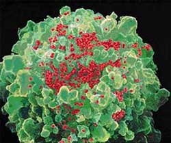 Trị bệnh ký sinh trùng giúp bệnh nhân chống HIV