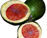 Cau - thuốc chữa bệnh trẻ em