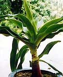 Chữa bong gân bằng thuốc nam