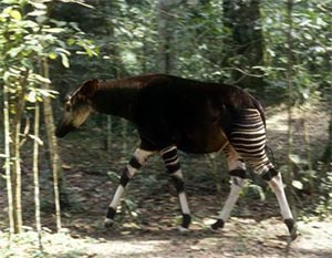 Tái phát hiện sinh vật hiếm giống hươu cao cổ ở Congo