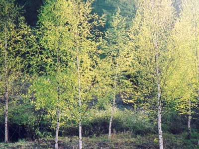 Bạch dương (Betula platyphylla) - Cây người đẹp
