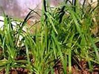 Món ăn chữa chứng mồ hôi quá nhiều