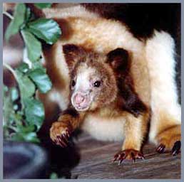 Gấu túi thơm (Dendrolagus)