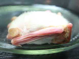 Phát hiện dơi lạ, màu trắng
